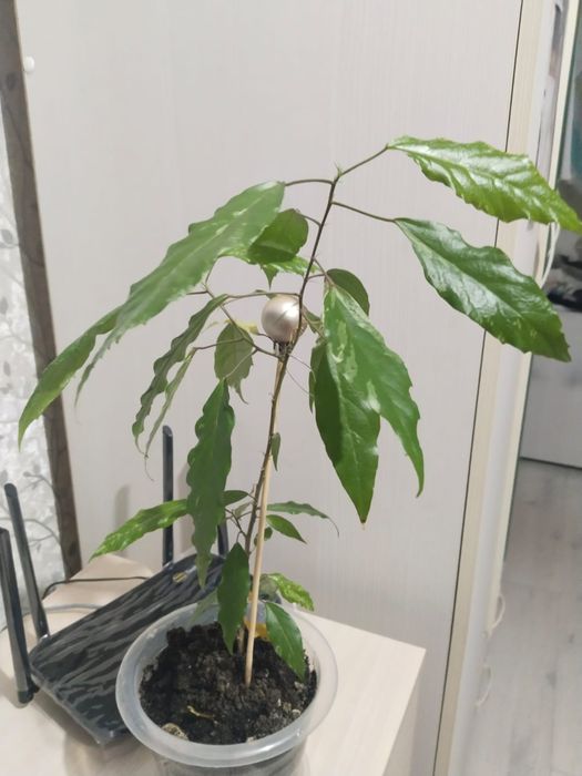 Продам комнатные цветы