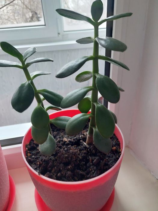 Продам аомнатные цветы