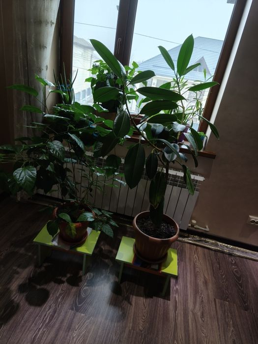 Цветы очень большие дешево