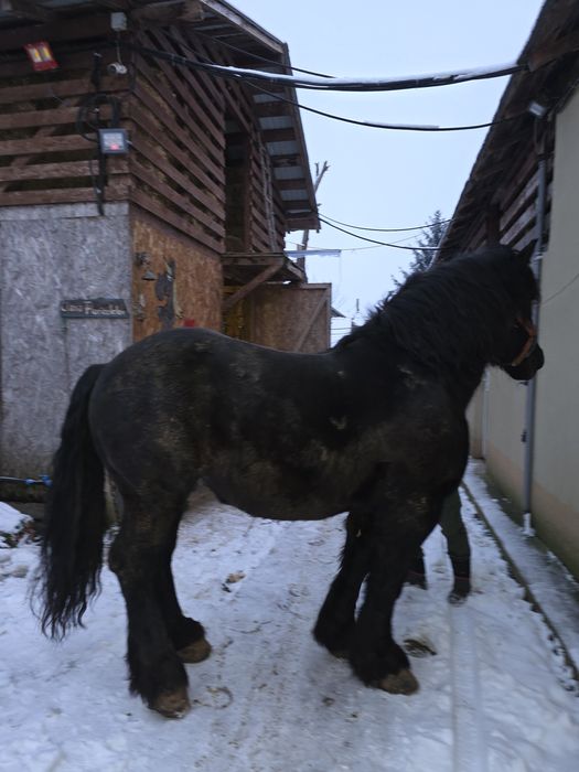 Vand manz, manza, cai!