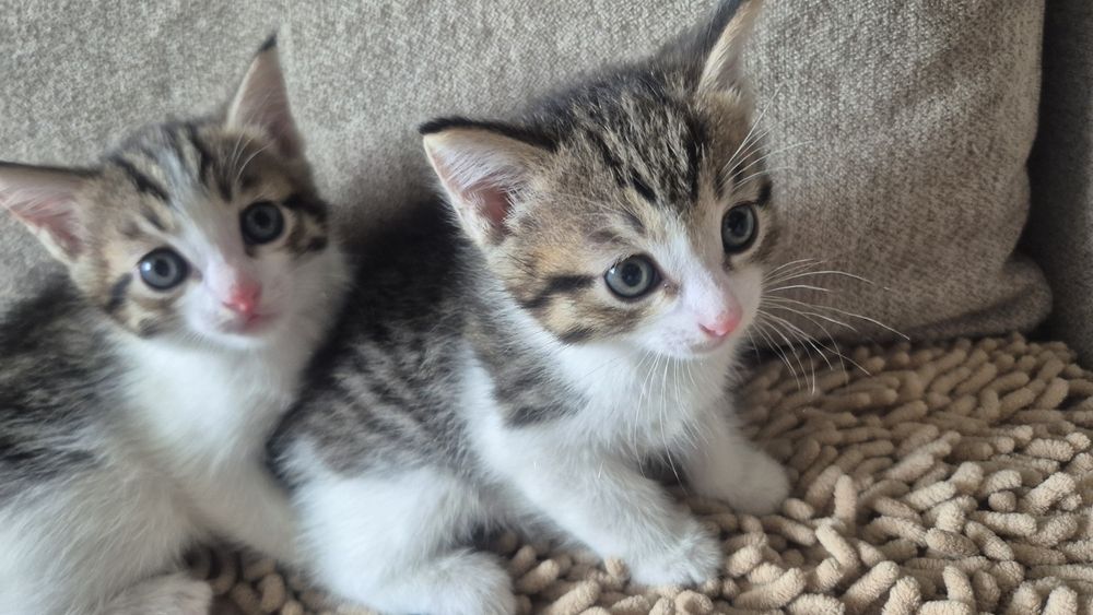 Отдам в добрые руки котят