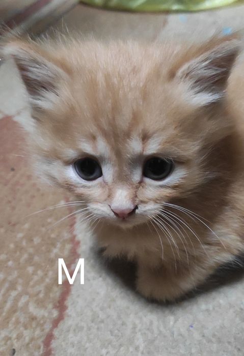 Отдам котят в добрые руки:)