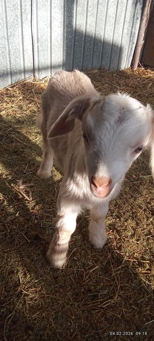 Сүтті занен тұқымды орыс ешкі сатылады