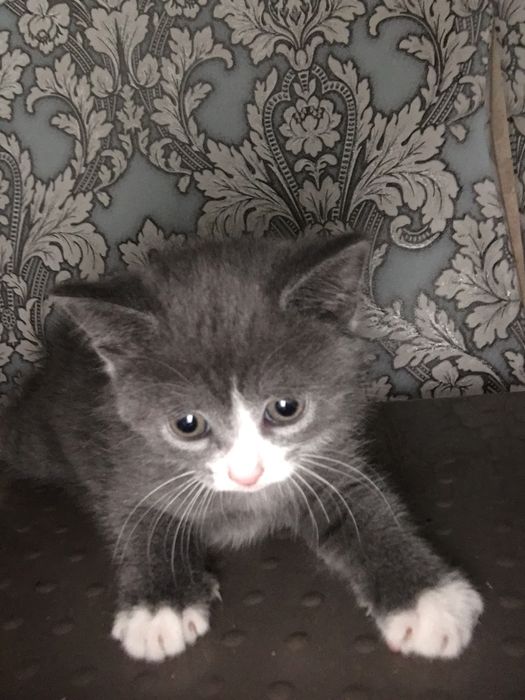 Отдам котят отец британец