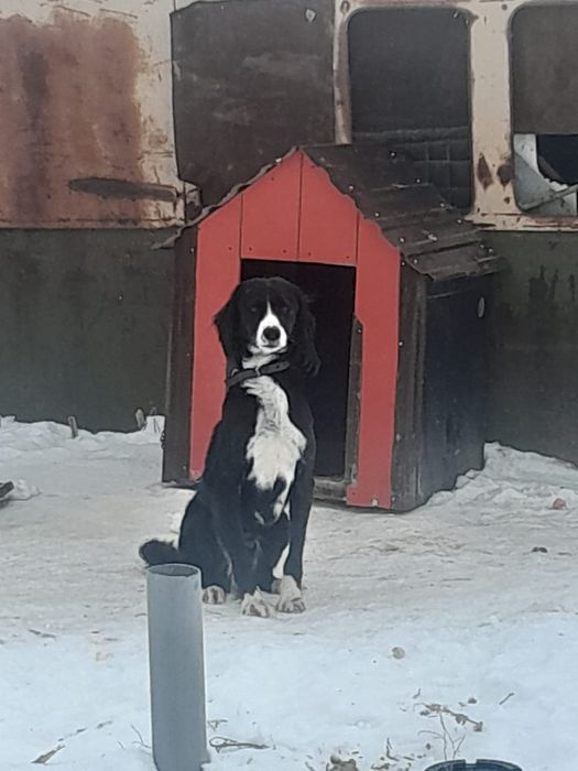 Тазы ит сатылады