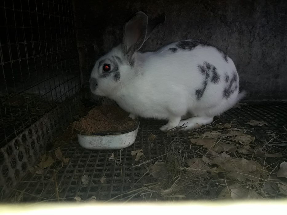 Продам кроликов!
