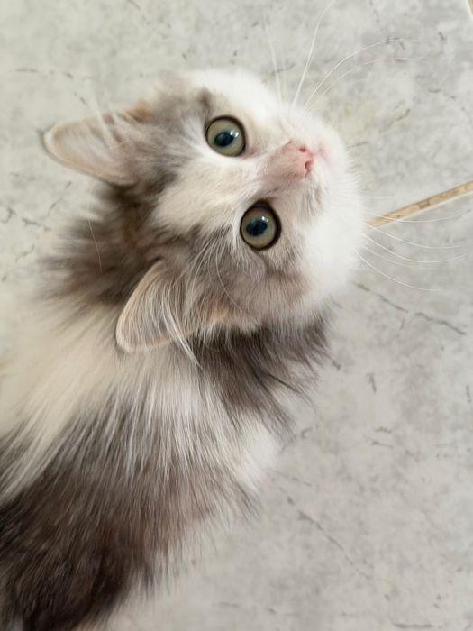 Котенок ищет дом