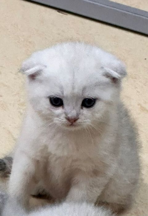 Продается кошка продается