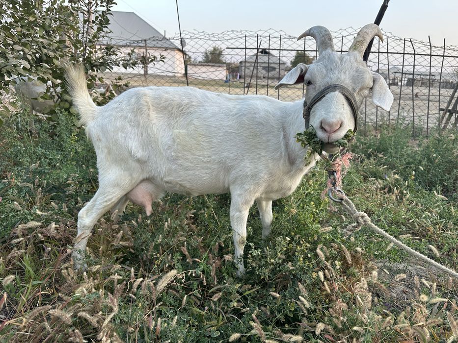 Ешкі Коза сатылады