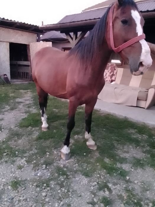Vând o iapă cuminte