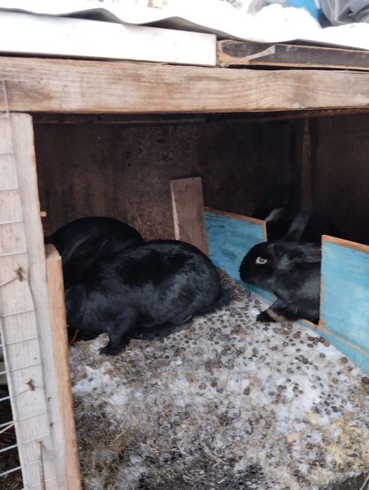 Крольчихи мододые