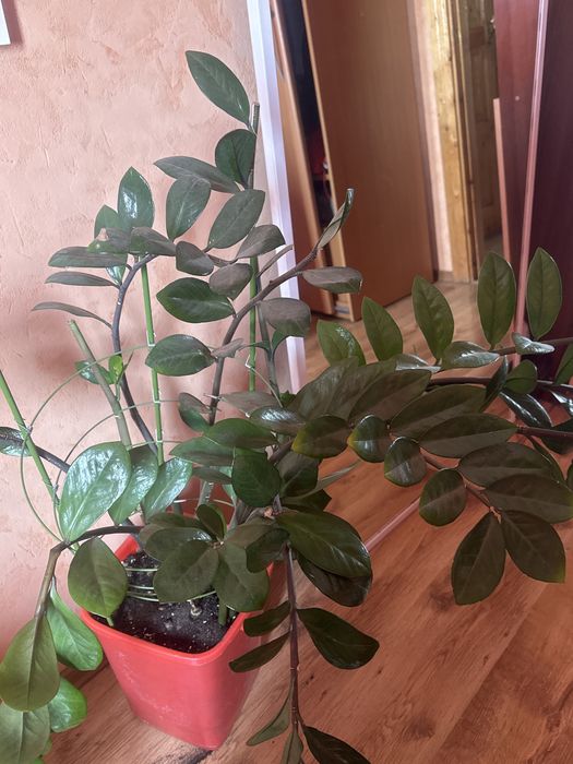 цветы долларовое дерево