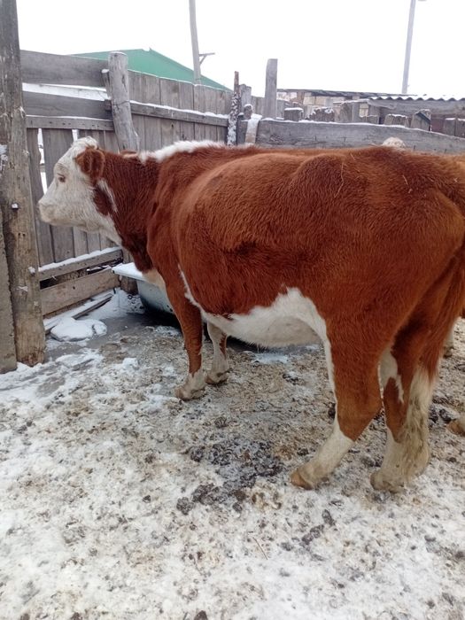 Согымга сиырлар бар