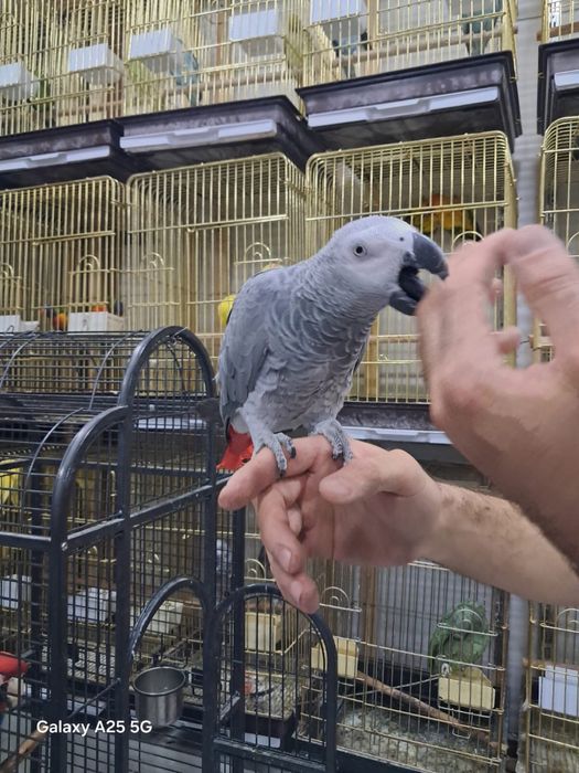 Папугай Арра и Жако