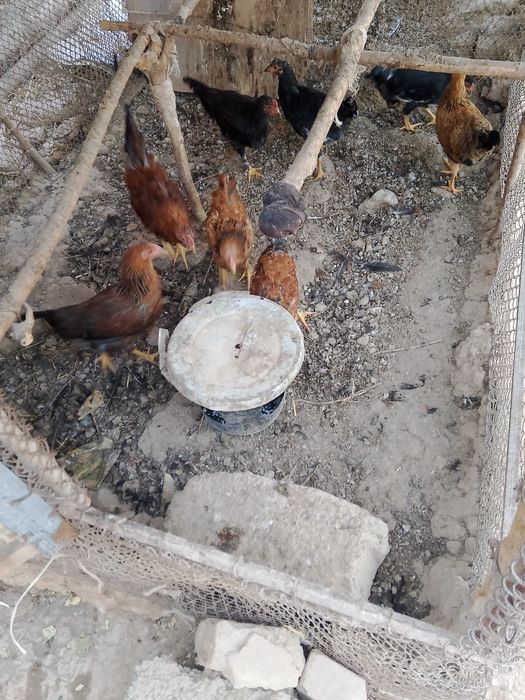Tovuq xoʻrozlar 5 oylik boʻldi