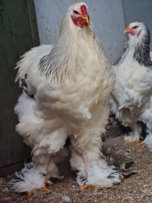 Cocos Brahma Columbia alb albastru