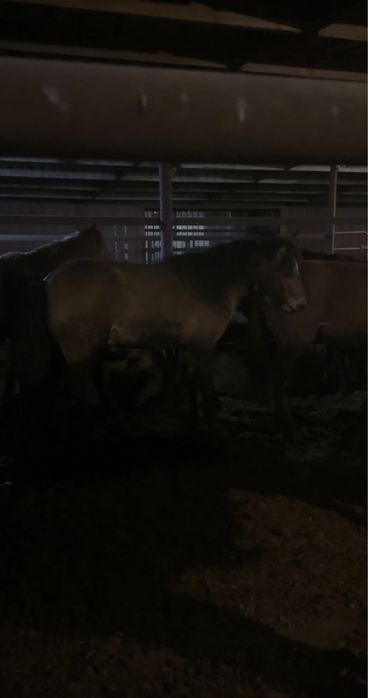 Айгыр  (мугалжар)