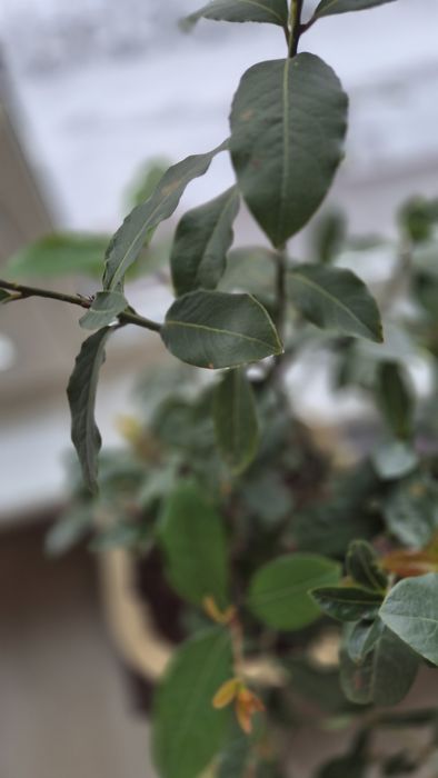 Лавровый куст, лавр благородный