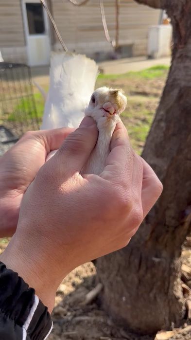 Кептер сатылады, голуби