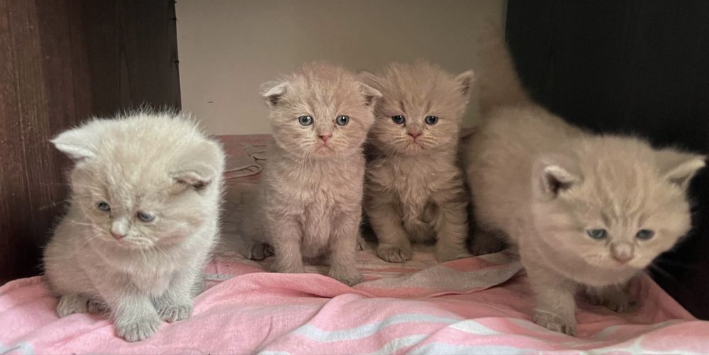 Чистокровные Британские котята 1,5 месяца