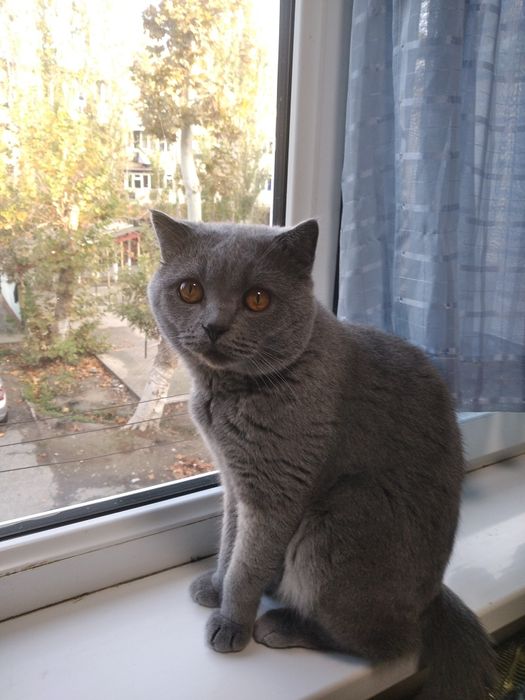 Britan mushugi juftlash uchun(вязка)