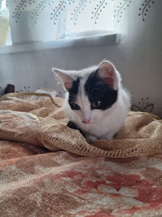 Отдам котят в добрые руки