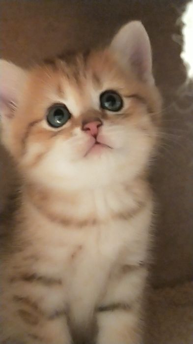 Продам золотую шиншиллу