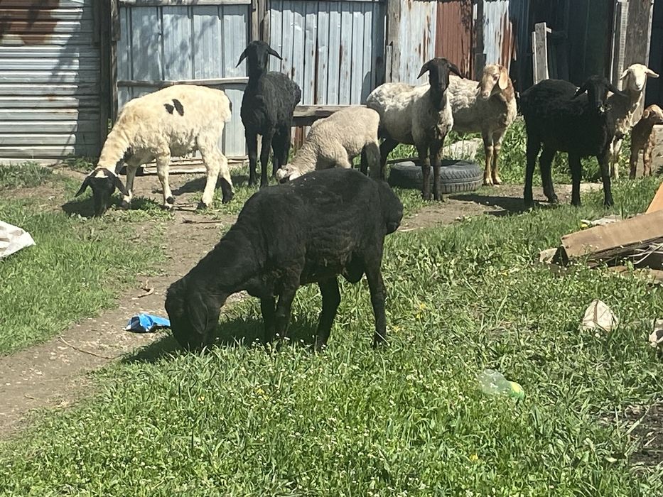 қошқар и қозылы қой