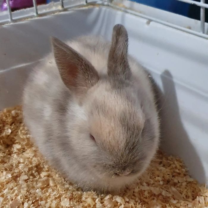 Декоративные кролики