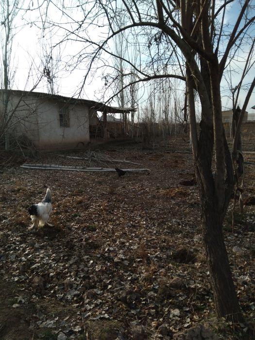 Burama zotdor tovuqlar soglom