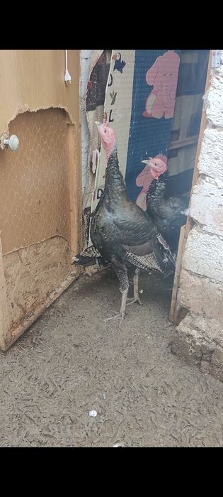 Индюктер сатылады Актау Рекон