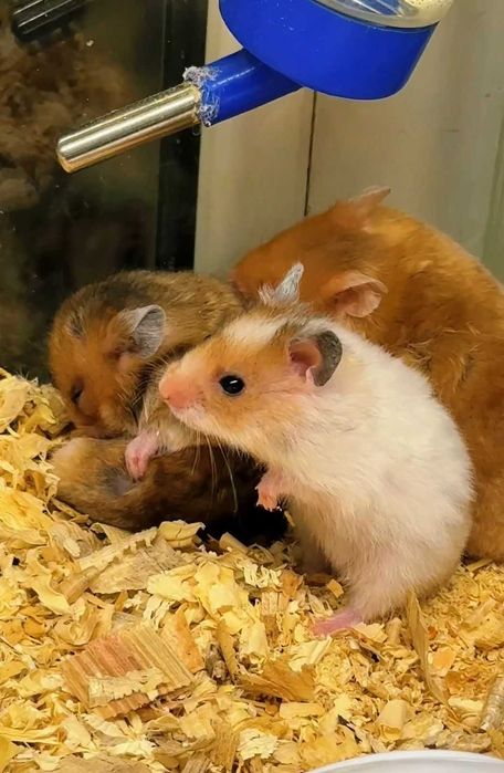 Грызуны в Зоомире