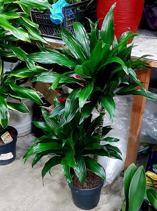 Драцена  зелёная