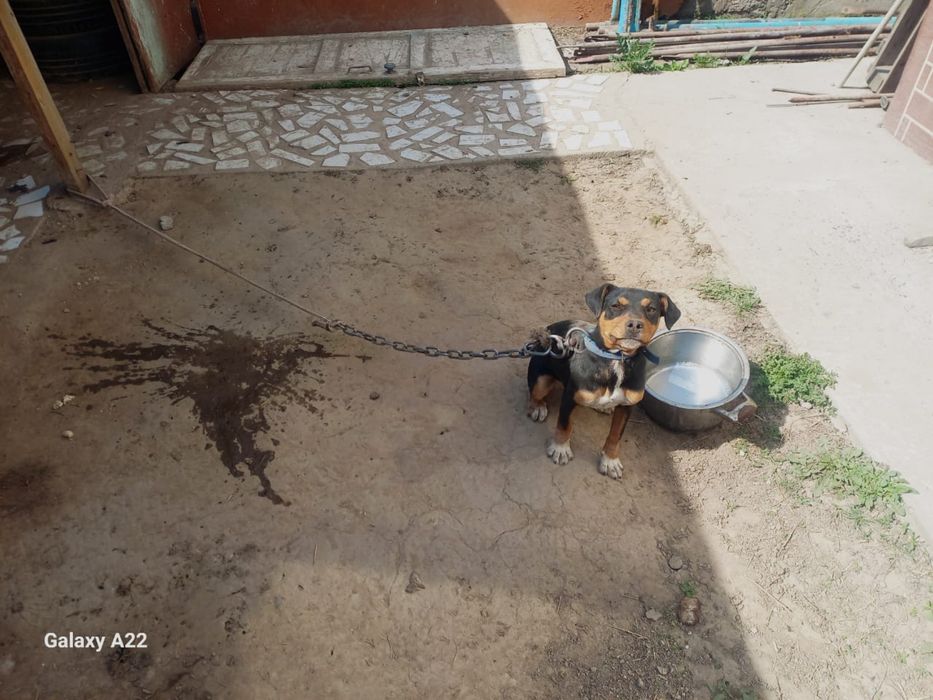 Продается яктерьер. 3 месяца