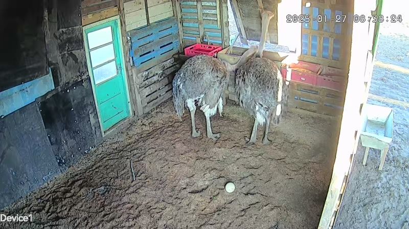 vand oua de strut 100de lei buc la peste 5 buc ee 70 de lei