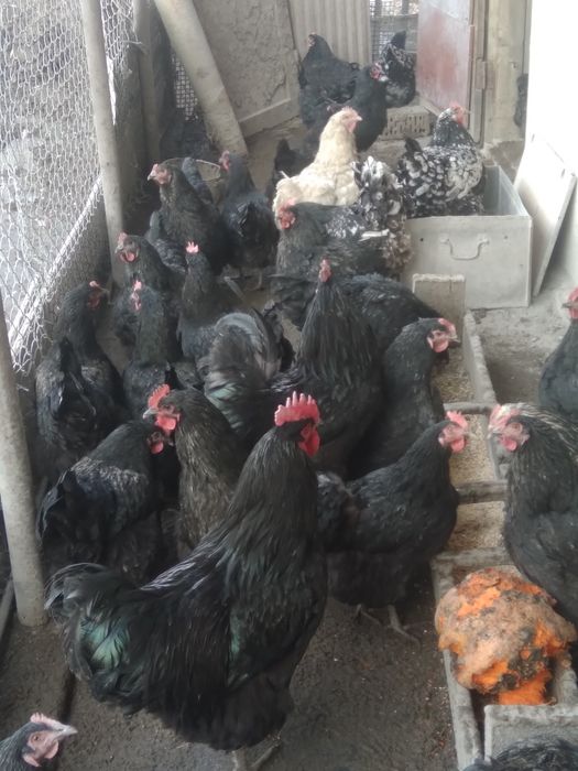 Куры австролорп чёрные