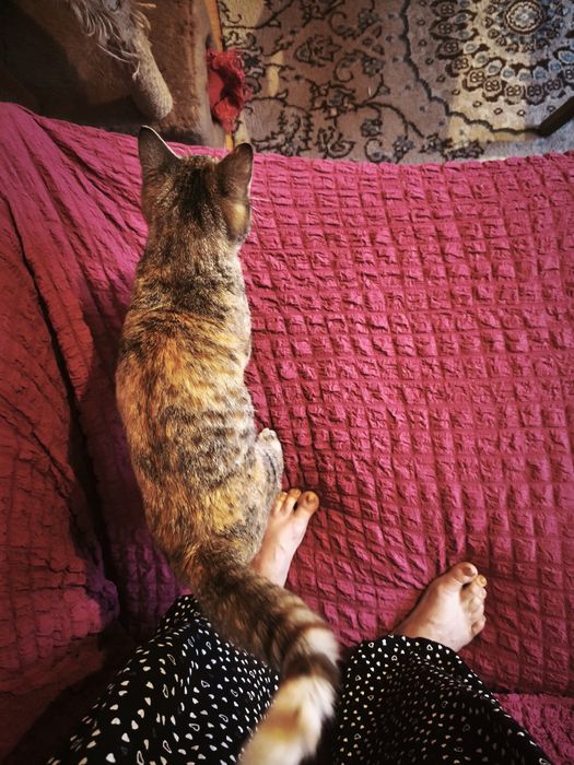 Нашли котенка очень добрая девочка ищем хозяина