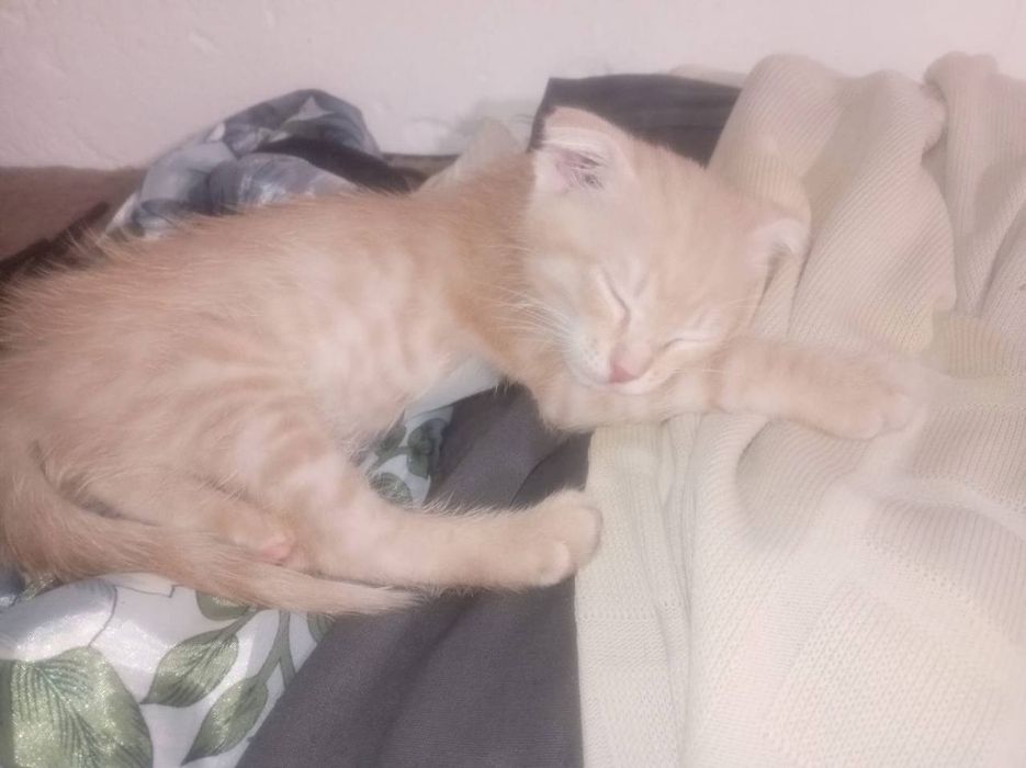 Вислоухий рыжий Мальчик котёнок