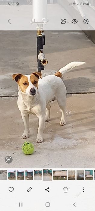 Продам Джек Рассел девочка.