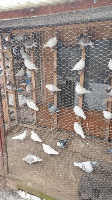 Ocazie! Vand porumbei voiajori albi si de concurs, deparazitati!