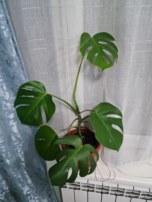 Цветок Монстера , продам