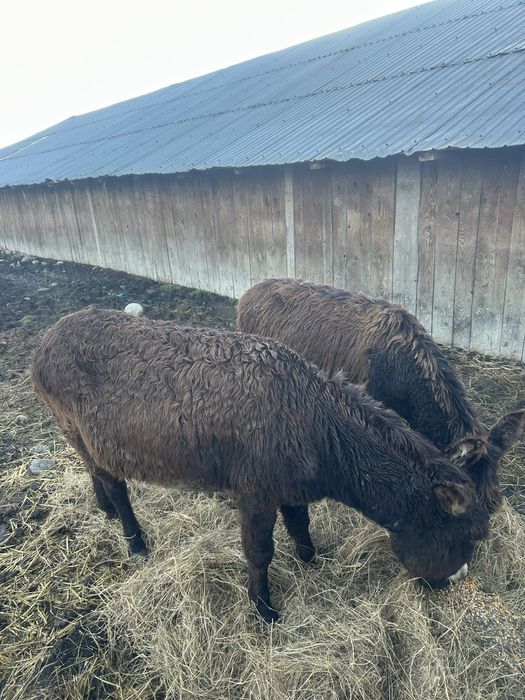 Vand magarită cu pui