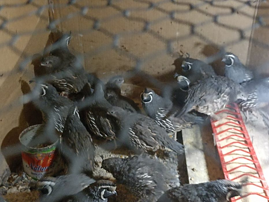 Vînd prepelițe  Californiene ,  pui din anul 2025 .