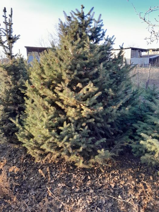 Елки туи смаракты