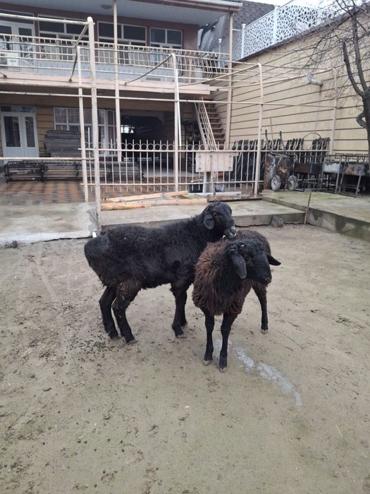 Еркек Тоқтылар бар 2шт