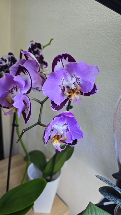 Орхидеи цветущие.