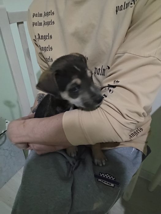 Собачка в добрые и хорошие руки