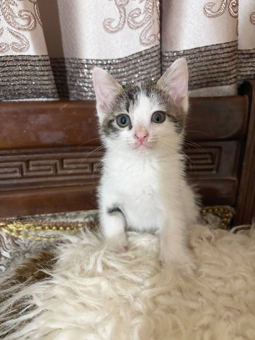 Отдам котят в хорошие руки котятам 2 месяца игривые и приучены к лотку