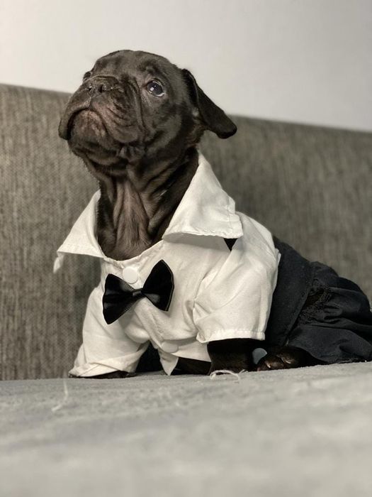 Vand fetita bulldog francez