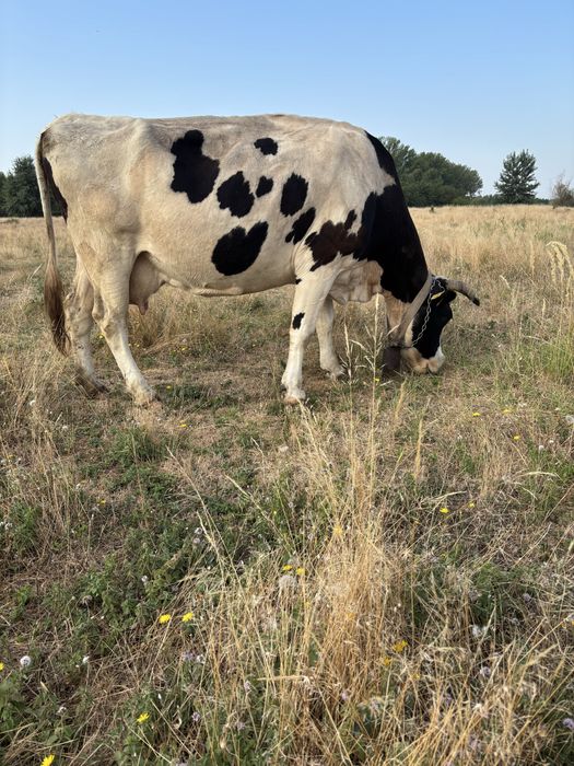Vand 3 vaci doua cu lapte si una intarcata